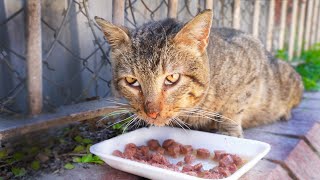 I haven't seen a cat this hungry in a long time.