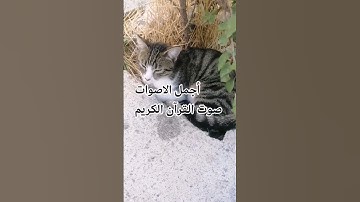 #القارئ_أحمد_حمدالله ماتيسر له من سورة البلد القرآن اللهم اجعل الكريم ربيع قلوبنا ونور صدورنا# 🌹