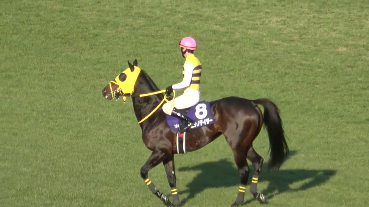 中山大障害2024】本馬場入場 現地映像 ニシノデイジー - YouTube 中山大障害2024】本馬場入場 現地映像 ニシノデイジー - YouTube
