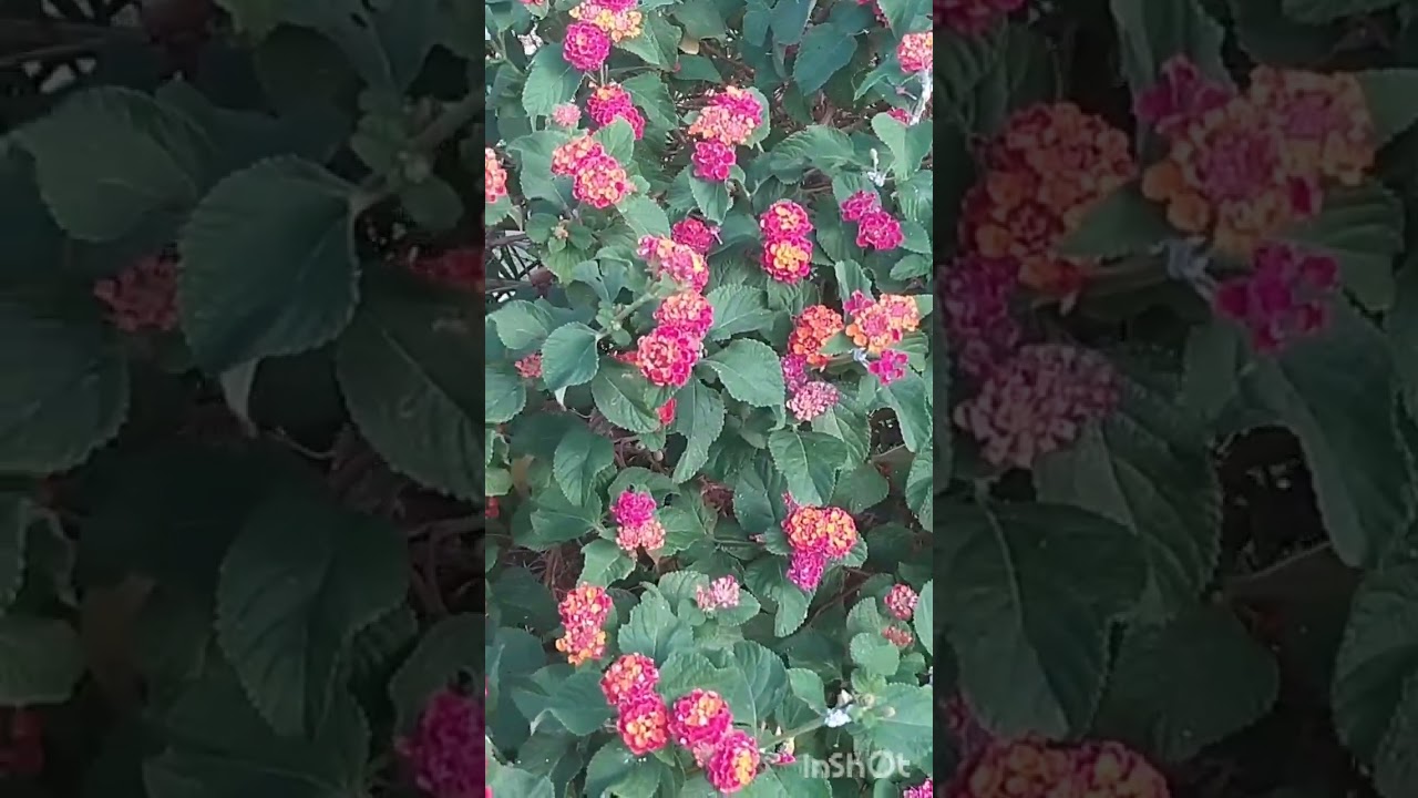 منتزه الفقه بن صالح مناظر طبيعيه جميله 