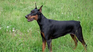 Training Your Doberman Essential Techniques and Tips