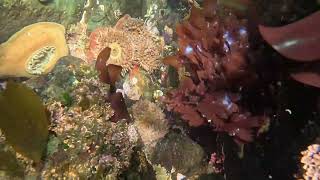 Painted Anemones Iron Mine Bay 23 04 2025