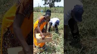 Harvesting tomatoes In the farm trendingvedios agriculture harvesting fypシ funny mychannel