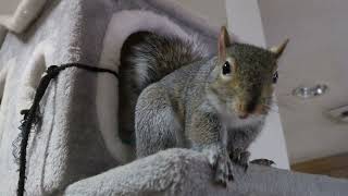 Squirrely Dan has something to say.