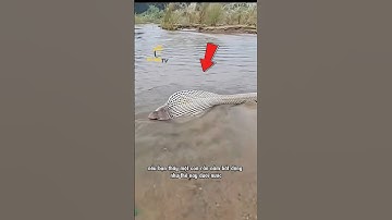 NẾU THẤY RẮN NẰM BẤT ĐỘNG DƯỚI NƯỚC ĐỪNG DẠI MÀ LẠI GẦN 😢😢