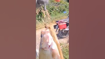 Câu Nhấp Cá Thác Lác