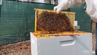 Splitting My Hives Part 6