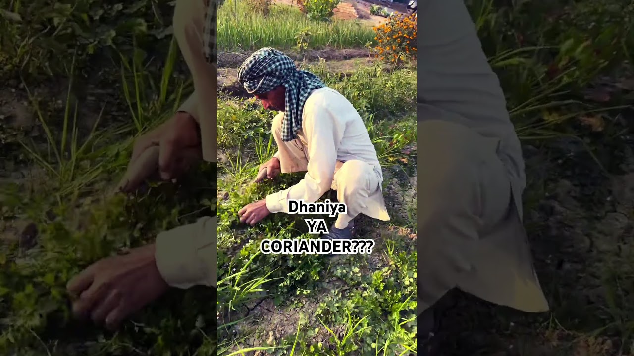 Dhaniya Ya Coriander #organicfarming #farming #trending #youtubeshorts #shorts