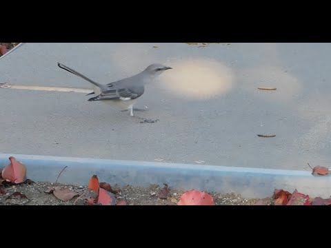 American Robins, Fluffy, California Quail, Song Sparrows, Spotted Towhee, Crows, Blue Jay and Speedy