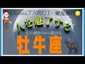 圧倒的安定感、頼りなる任せたい🙏牡牛座♉️さん【蠍座満月🌕〜人を魅了する･もう一度会いたいと思わせるために…】#タロット占い #2026 #星座別 