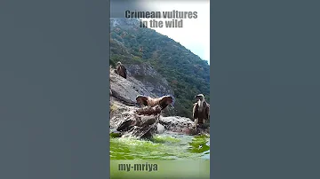 Крымские грифы в дикой природе.