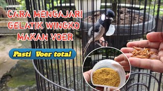 Cara mengajari atau melatih gelatik wingko cepat makan voer