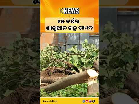 ବନ ବିଭାଗ କାର୍ଯ୍ୟାଳୟରେ ହିଁ କଟିଗଲା ଶାଗୁଆନ ଗଛ, ଉଠିଲା ବଡ଼ ପ୍ରଶ୍ନ #knewsodisha