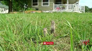 Sony Action Camera Captures Ground Squirrel Family