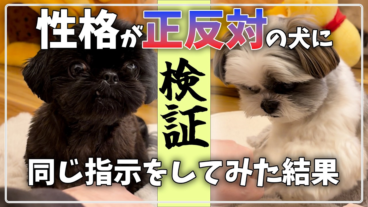 【検証】性格が正反対の犬に同じ指示をしてみた結果…