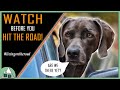 ROAD TRIP w/ a DOG! | Tips &amp; Preparation