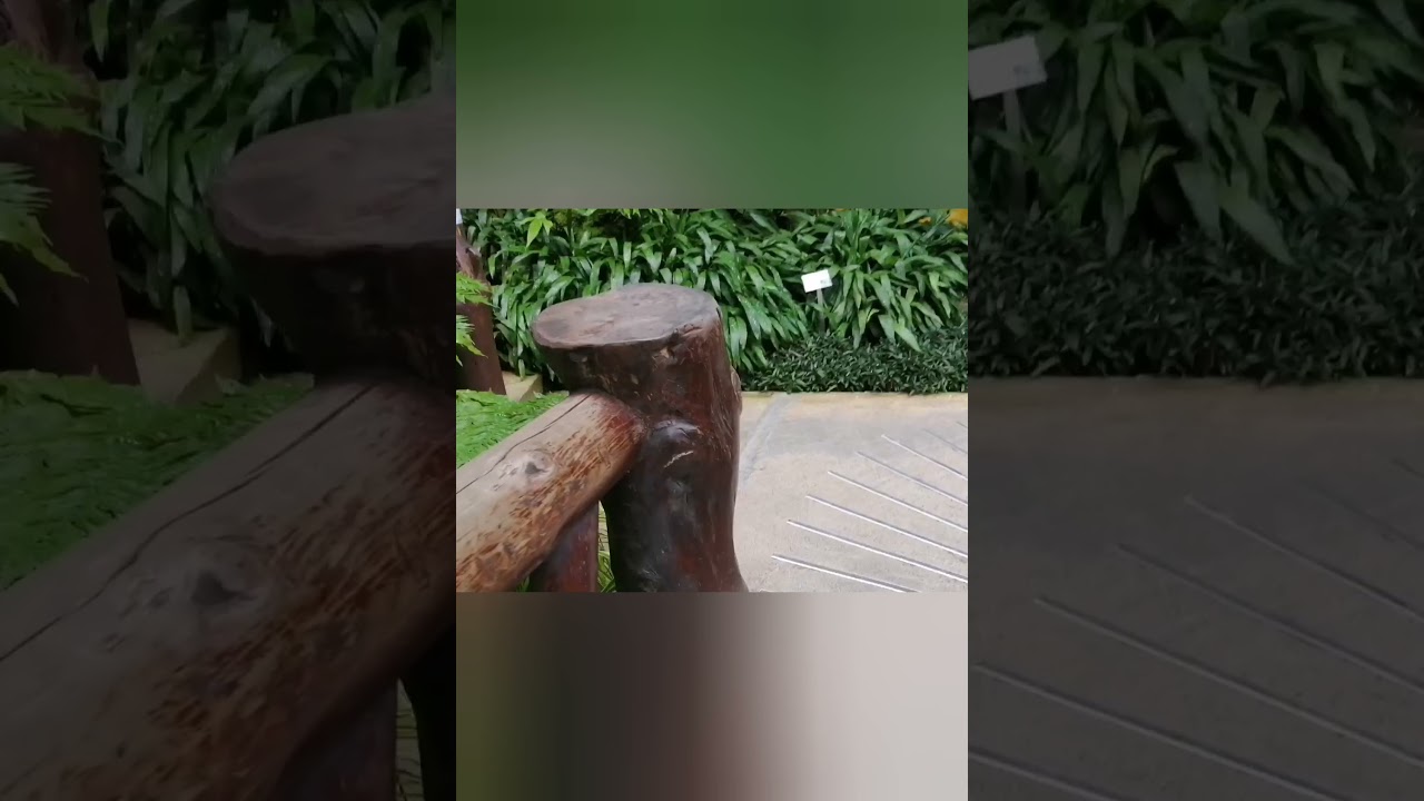 Different Kinds of Cactus ( Hong-Kong Park)