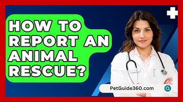 How To Report An Animal Rescue? - PetGuide360.com