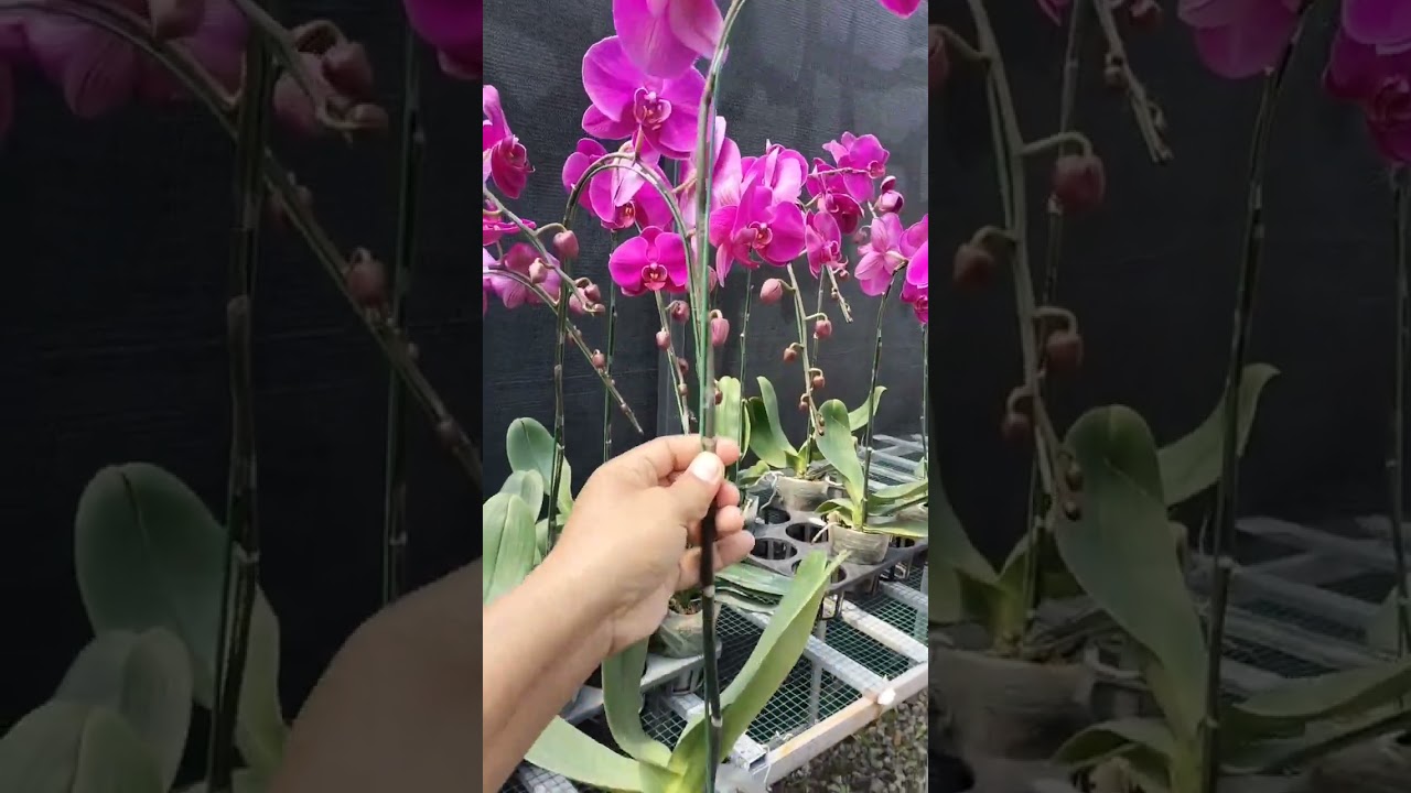 how to make paper quilling red orchid flower Arthaflora.com 