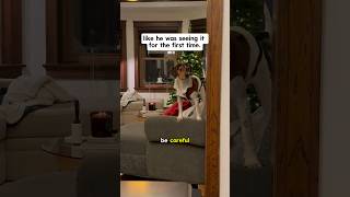 fostering a dog that’s had zero human interaction… Tom Part 8