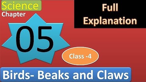 Chapter 5 Birds-Beaks and Claws Science Class 4 DAV SCHOOL