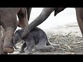 Слониха, рискуя жизнью, бросилась спасать своего детёныша