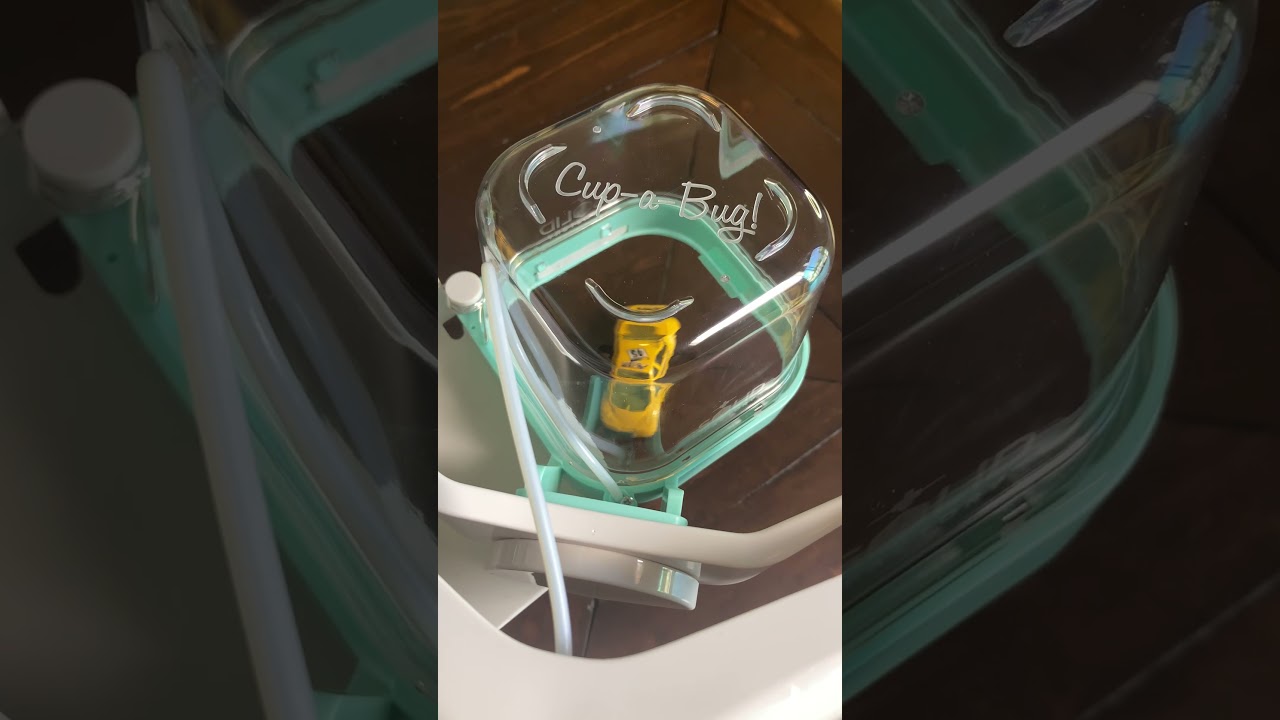 Catch Large Bugs in Your Home With Cup-a-Bug -- No Bug Guts!🪳🕷️🦟 #shorts