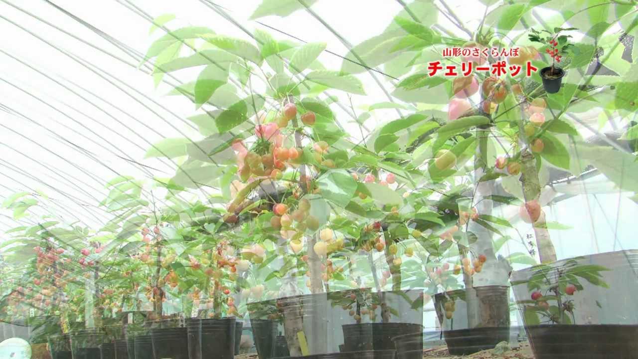 山形のさくらんぼ鉢植え チェリーポット 観賞用 贈答用 Youtube