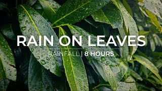 Rain on Leaves | 8 Hours of rain falling on leaves | Relaxation Meditation Fall asleep fast screenshot 2