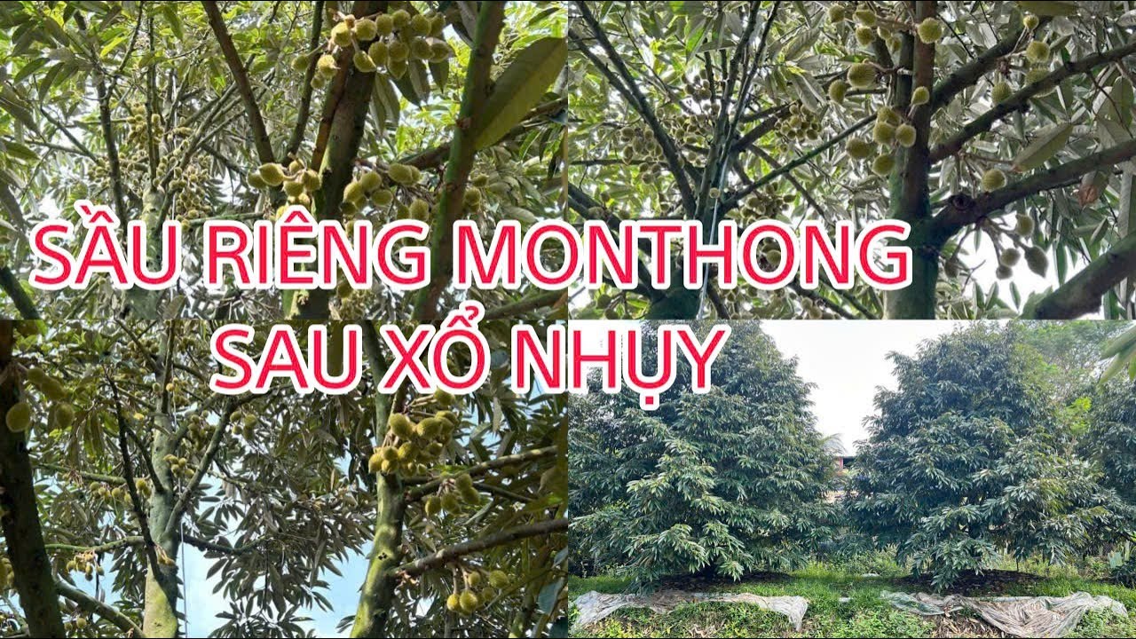 Nuôi Trái_Rải Phân Sầu Riêng MonThong sau xổ nhụy tới chạy trái.