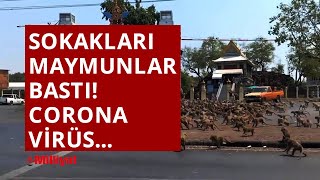 Taylandda Koronavirüs Yüzünden Boşalan Sokakları Maymunlar Bastı