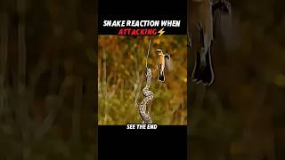 Snack's immediately Attack Animal's Real Cat... #animals #lion #avengers #tiger #pets