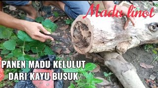 Cara Potong Log Kelulut Itama Untuk Memasang Toping