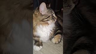 Sera verdad??? #cat #catfunny #yosoydelos7mil #gatos #catvideos #michi