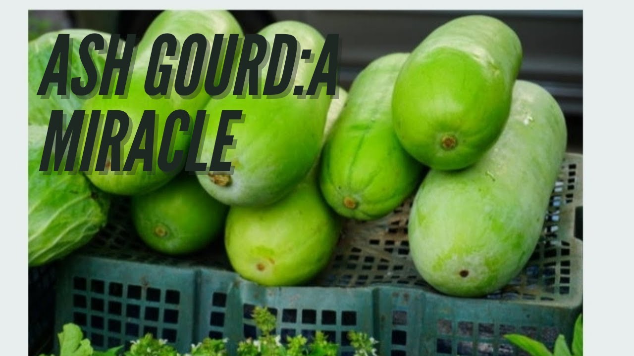 Ash gourd:a miracle|multi benefits of ash gourd