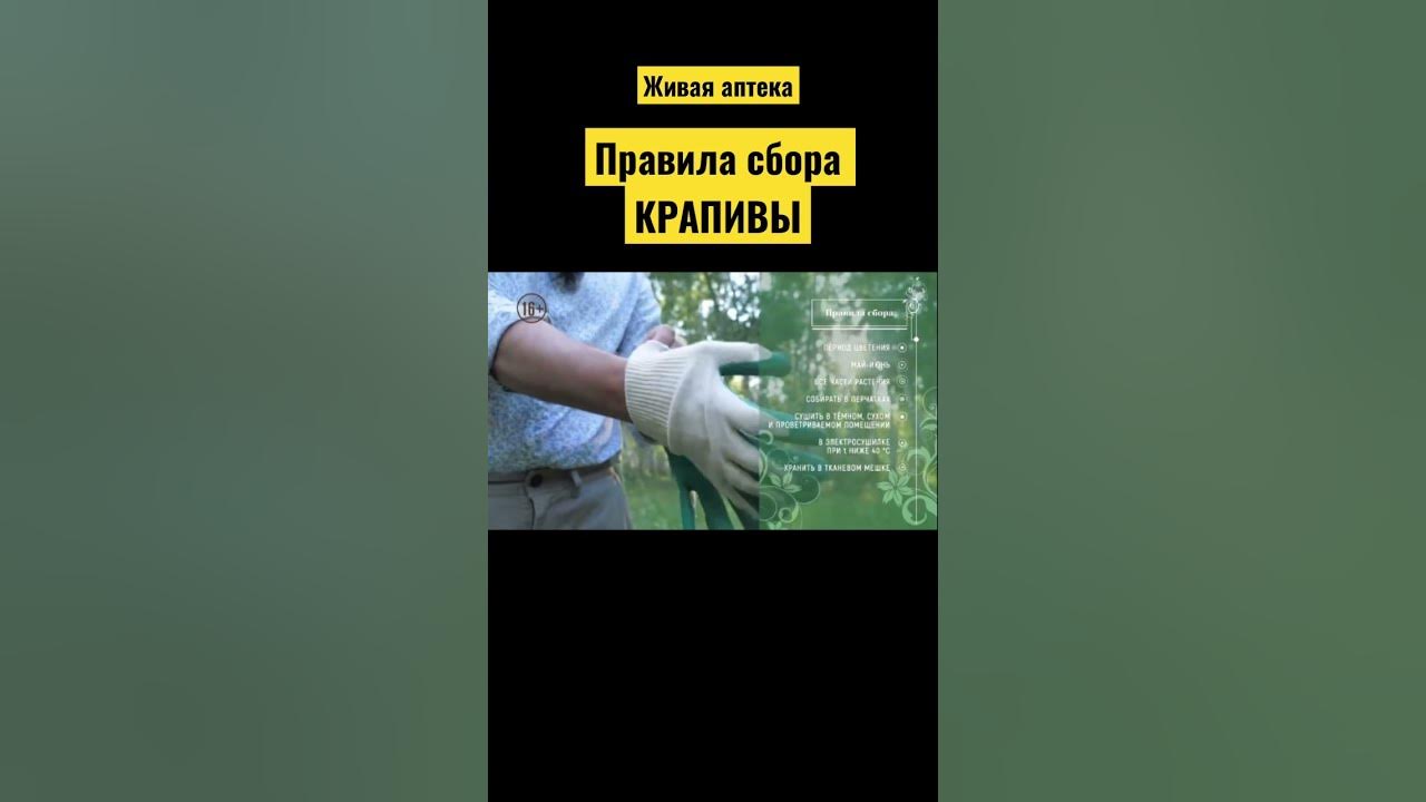 Собирайте крапиву в перчатках огэ. Собирайте крапиву в перчатках огэ