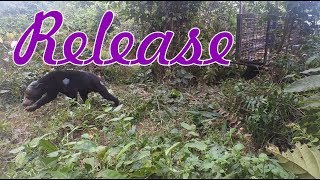 MELEPASLIARKAN BERUANG MADU DI AREAL KONSERVASI PT. WKS screenshot 5