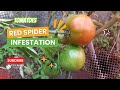 Tomatoes affected by red spider mites #cityrootsharvest