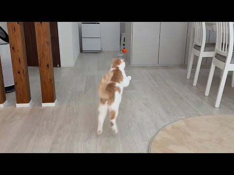 ボール投げたら全力で拾いに走る犬みたいな猫が可愛すぎますwww