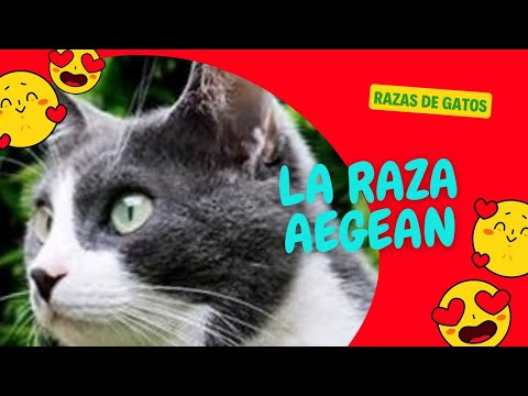 Video: Gato egeo