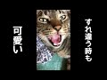 すれ違う時の鳴き声が可愛すぎる猫。