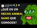 ¿Qué es un hecho animal sano que conoces? (r/AskReddit Español)