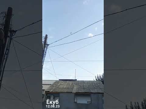 Голуби Ëкуба молодая