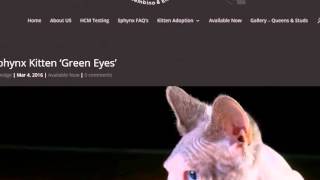 Create Edit Post Divi Theme