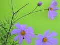 COSMOS ó MIRASOL (Cosmos bipinnatus) PLANTAS MEDICINALES