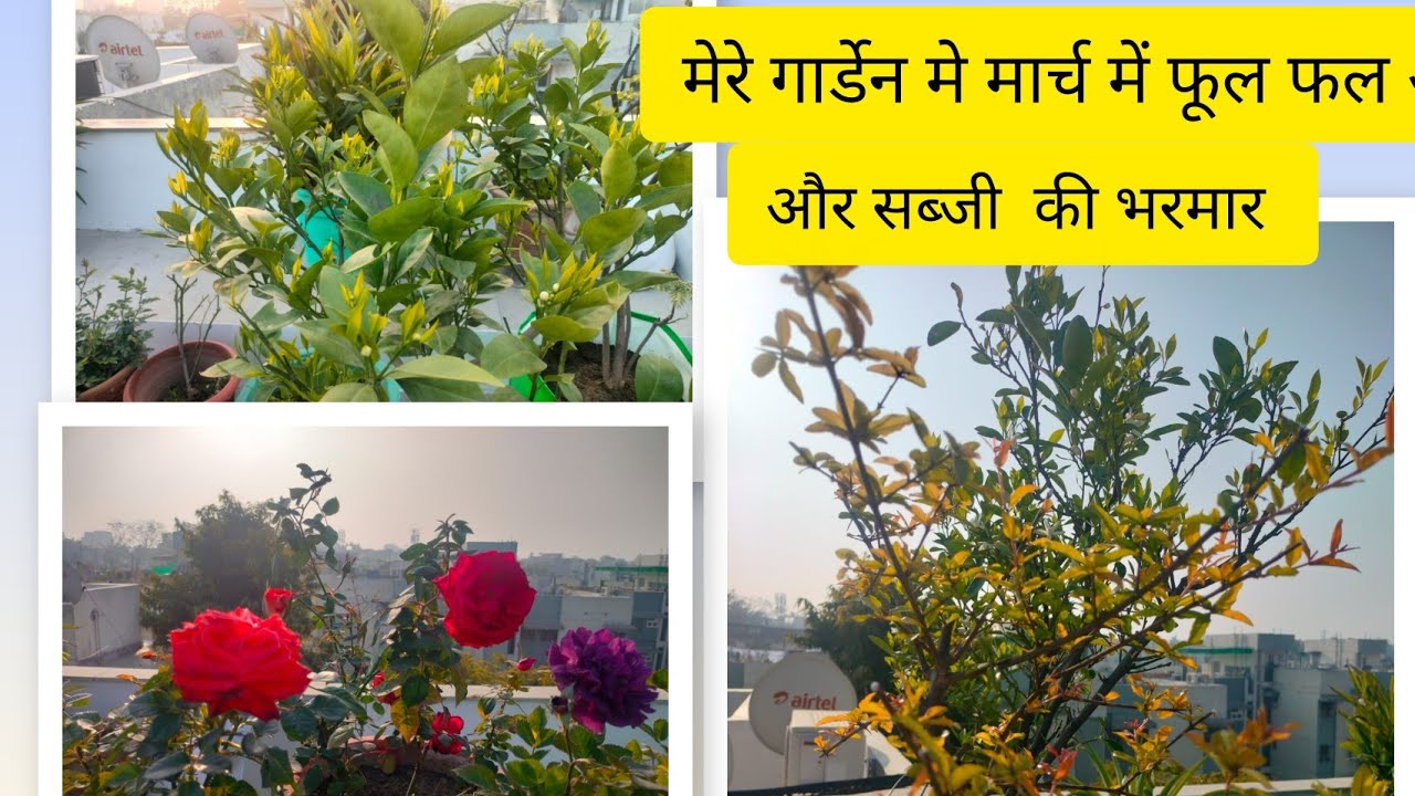 फरवरी-मार्च में मेरे आर्गेनिक गार्डेन में क्या हो रहा है, पूरे गार्डेन की सैर....