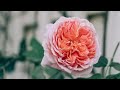 اrelax music