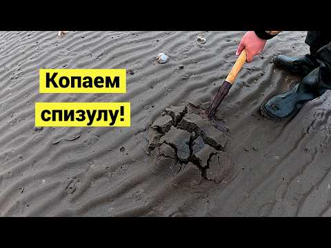 Море ушло и нужно быстро накопать морепродуктов!