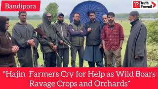 *Hajin  Farmers Cry for Help as Wild Boars Ravage Crops and Orchards*