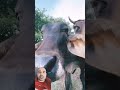 Ardeñando🐄 #cow #farming #milk #animals #satisfying #shortvideo